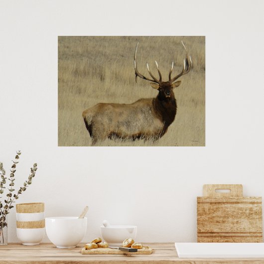 Poster Grosse taureau d'Elk E30 (Cuisine)