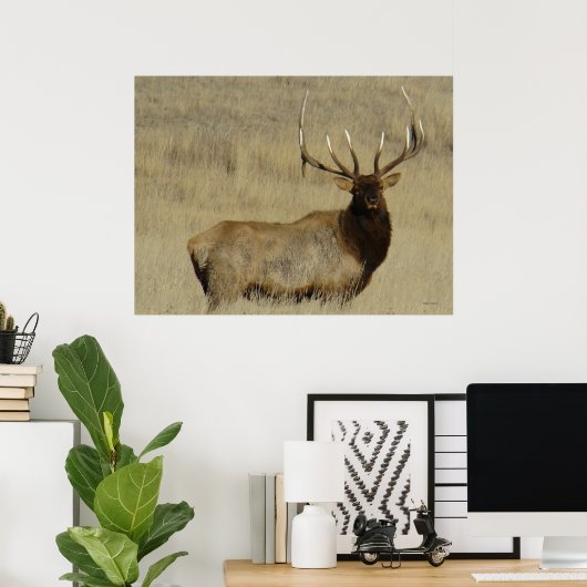Poster Grosse taureau d'Elk E30 (Bureau à domicile)