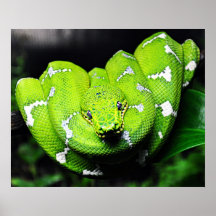 Grosse toile de serpent de cou vert