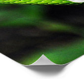 Poster Grosse toile de serpent de cou vert (Coin)