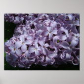 Poster Grosses fleurs de Lilac (Devant)