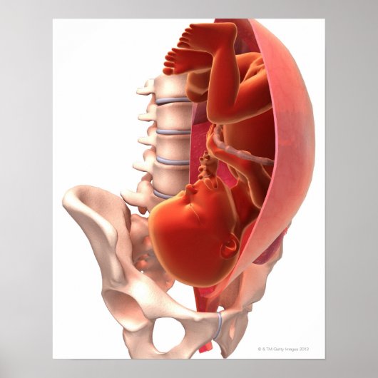 Poster Grossesse (Devant)