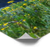 Poster Groundsel (Coin)