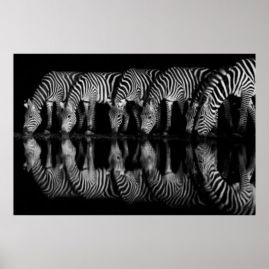 Poster Group of Plains Zebra Drink Together at Night (Devant)