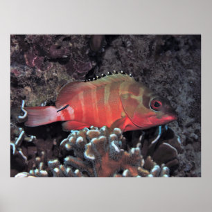 Poster Groupe Blacktip