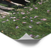 Poster Groupe d'Appaloosa Horses Grazing (Coin)