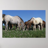 Poster Groupe d'Appaloosa Horses Grazing (Devant)