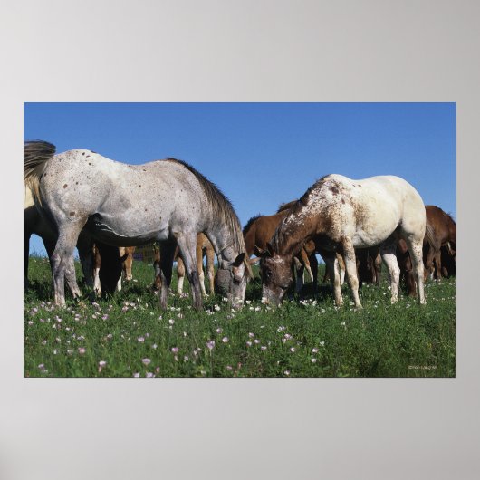 Poster Groupe d'Appaloosa Horses Grazing (Devant)