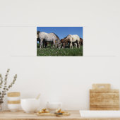 Poster Groupe d'Appaloosa Horses Grazing (Cuisine)