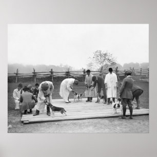 Poster Groupe de Beagles, 1914