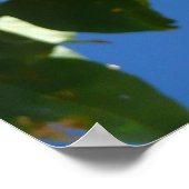 Poster Groupe de bougainvilliers d'or Floral (Coin)