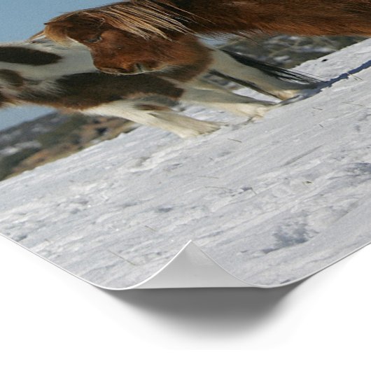 Poster Groupe de Chevaux miniatures dans la neige (Coin)