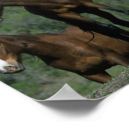Poster Groupe de Chevaux sauvages Mustang (Coin)
