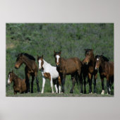 Poster Groupe de Chevaux sauvages Mustang (Devant)