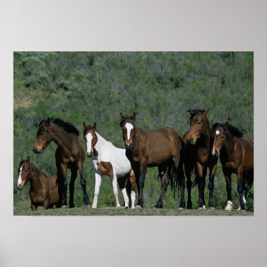Poster Groupe de Chevaux sauvages Mustang (Devant)