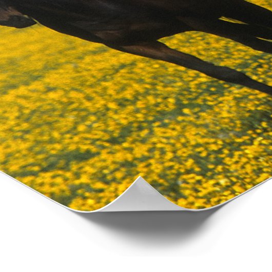 Poster Groupe de chevaux Thoroughbred (Coin)