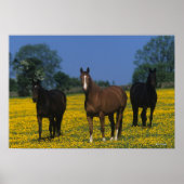 Poster Groupe de chevaux Thoroughbred (Devant)