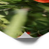 Poster Groupe de coquelicots (Coin)