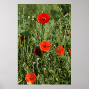 Poster Groupe de coquelicots