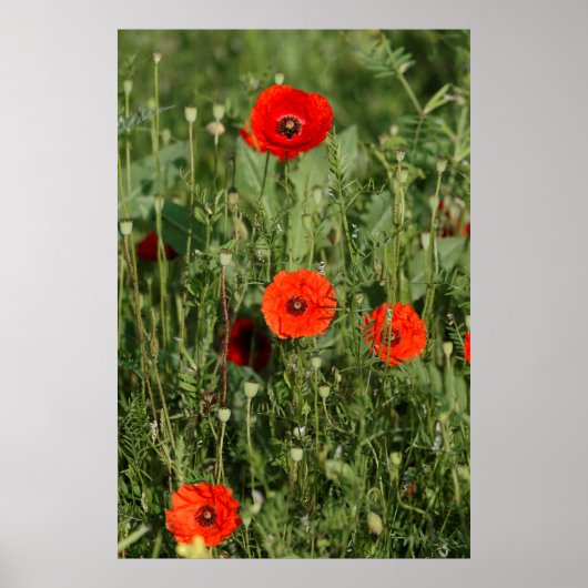Poster Groupe de coquelicots (Devant)
