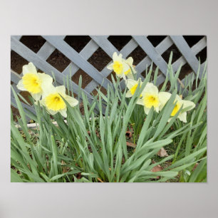 Poster Groupe de Daffodiles