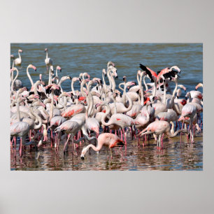 Poster Groupe de flamants roses