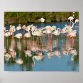 Poster Groupe de flamants roses en Camargue (Devant)