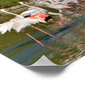 Poster Groupe de flamants roses en Camargue (Coin)