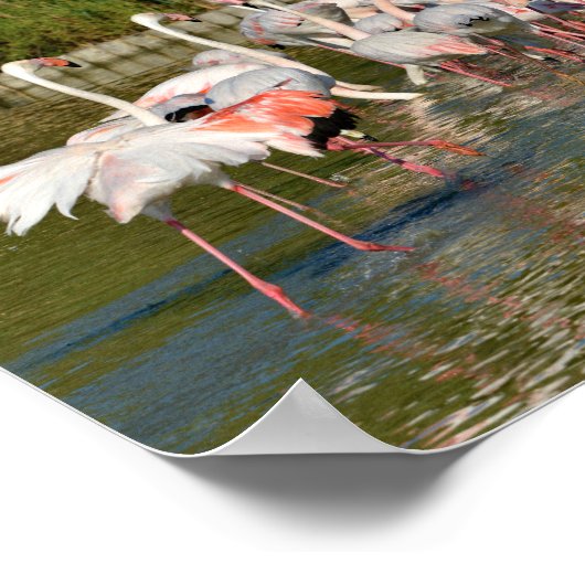 Poster Groupe de flamants roses en Camargue (Coin)