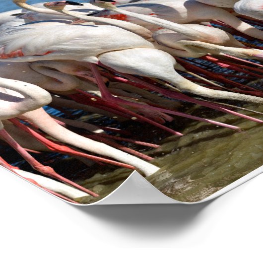 Poster Groupe de flamants roses en Camargue (Coin)