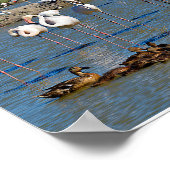 Poster Groupe de flamants roses et canards en Camargue (Coin)