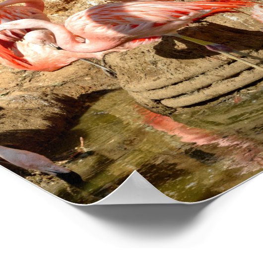 Poster Groupe de flamants roses et nids en Camargue (Coin)