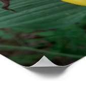 Poster Groupe de fleurs d'orchidées à chlipper de la Dame (Coin)