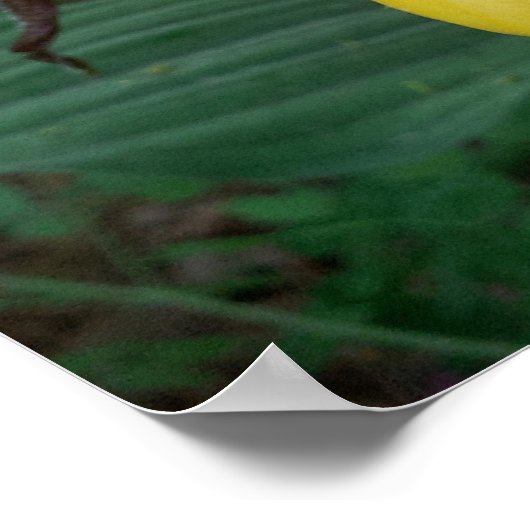 Poster Groupe de fleurs d'orchidées à chlipper de la Dame (Coin)