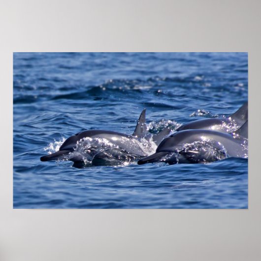 Poster Groupe de grands dauphins (Devant)