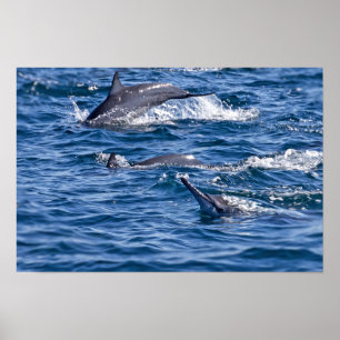 Poster Groupe de grands dauphins - Oman