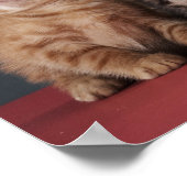 Poster Groupe de Kittens (Coin)