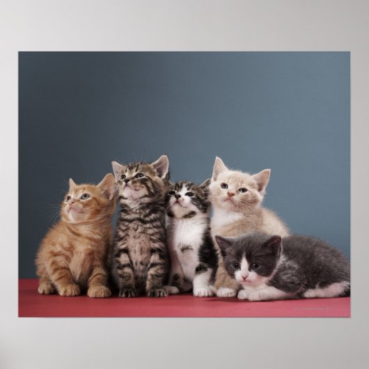 Poster Groupe de Kittens (Devant)