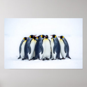 Poster Groupe de manchots