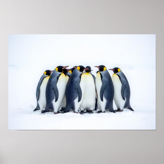 Poster Groupe de manchots (Devant)
