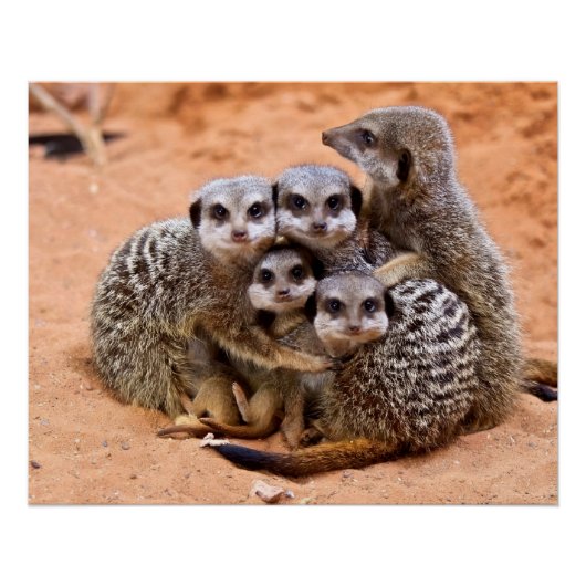 Poster Groupe de Meerkats (Devant)
