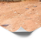 Poster Groupe de Meerkats (Coin)