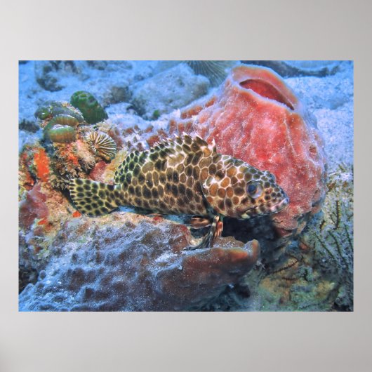 Poster Groupe de peigne (Devant)