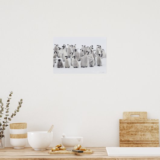 Poster Groupe de pingouins empereurs (Aptenodytes forster (Cuisine)