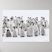 Poster Groupe de pingouins empereurs (Aptenodytes forster (Devant)