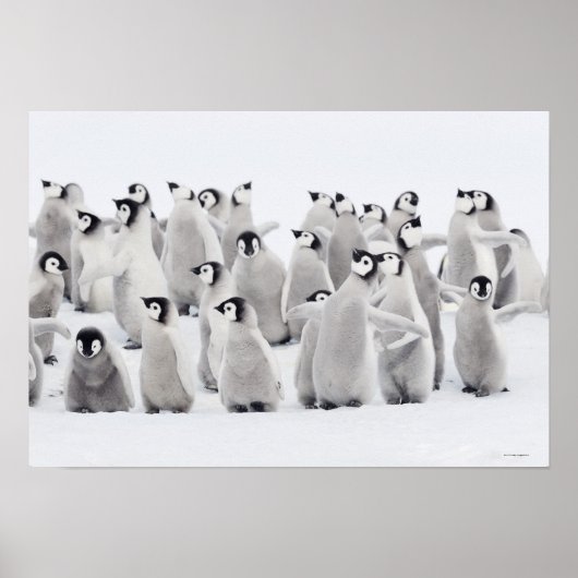 Poster Groupe de pingouins empereurs (Aptenodytes forster (Devant)
