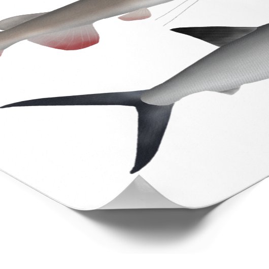 Poster Groupe de poissons d'eau douce d'Asie du Sud-Est (Coin)