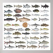 Poster Groupe de poissons d'eau douce d'Asie du Sud-Est (Devant)