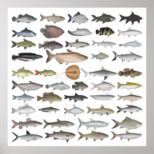 Poster Groupe de poissons d'eau douce d'Asie du Sud-Est (Devant)