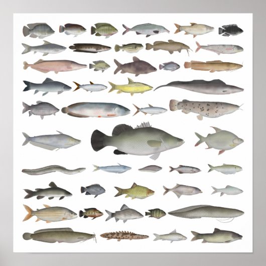 Poster Groupe de poissons du bassin du Nil (Devant)